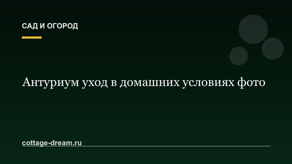 Антуриум уход в домашних условиях фото