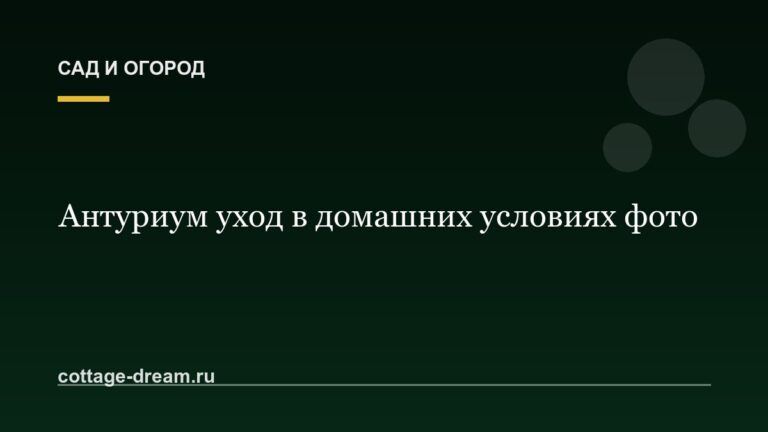 Антуриум уход в домашних условиях фото