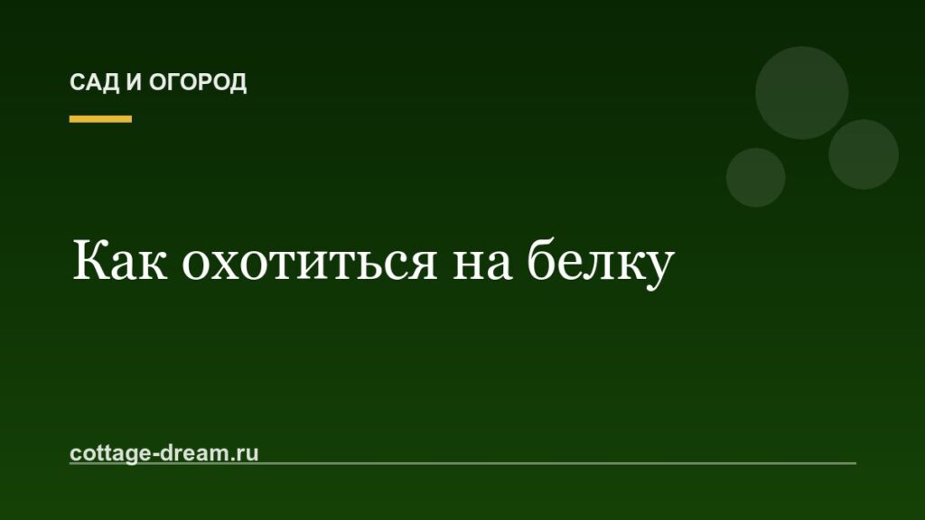 Как охотиться на белку: описание процесса