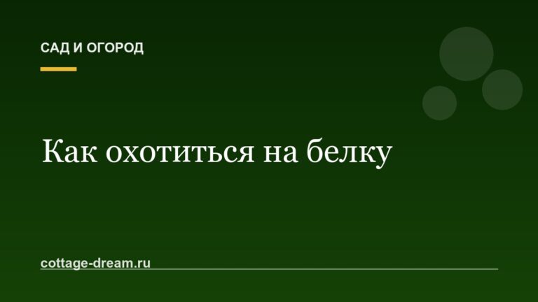 Как охотиться на белку: описание процесса