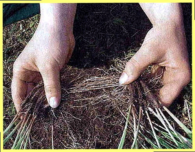 Размножение многолетних астр