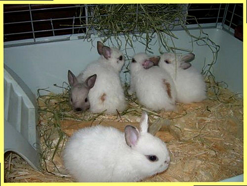 Уход и содержание за декоративными кроликами