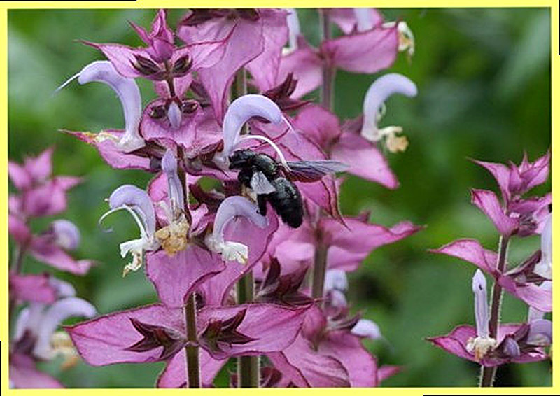 Происхождение названия шалфей