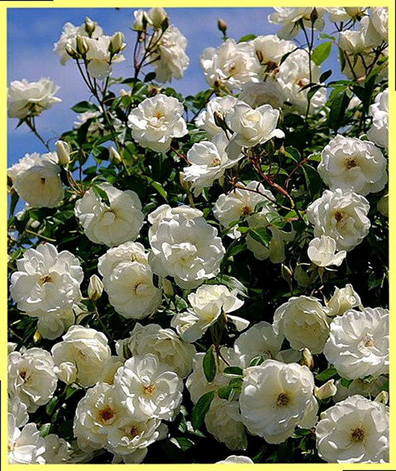 Где лучше выращивать розы айсберг