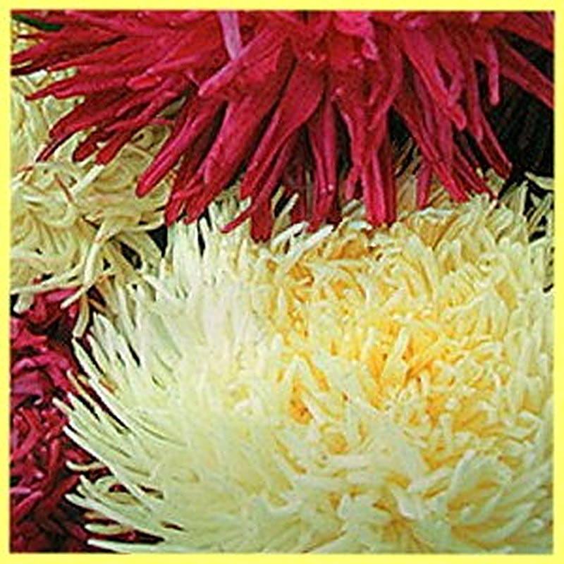 Астры Подарок маме фото