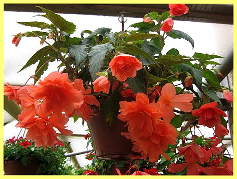 Бегония ампельная посадка и уход фото