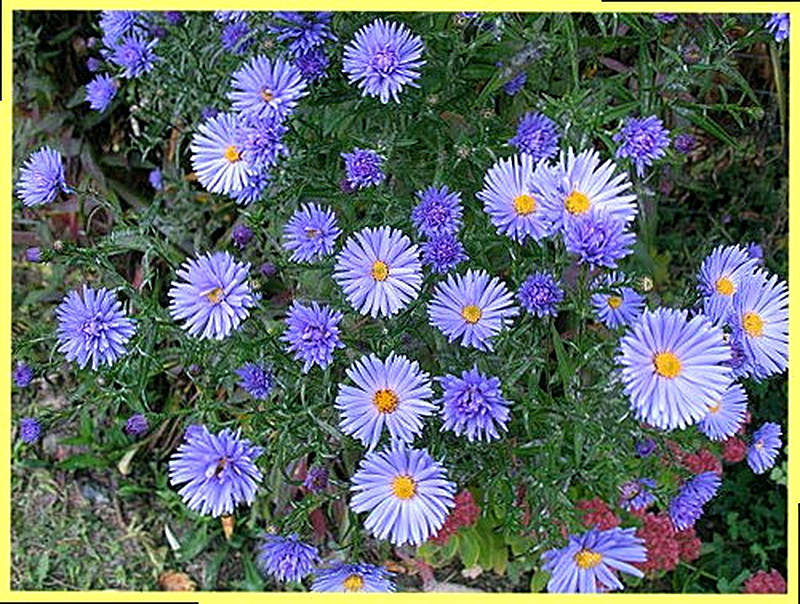 Новобельгийская астра фото