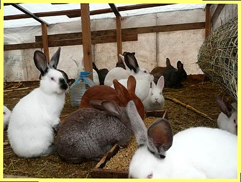 содержание кроликов в вольерах фото
