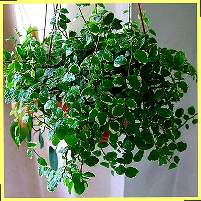 Фикус ползучий фото