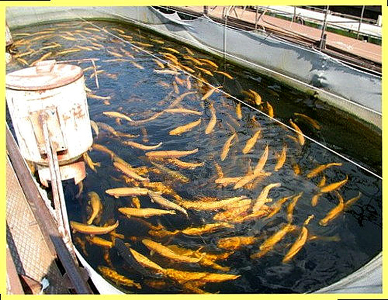 Этапы разведения рыб