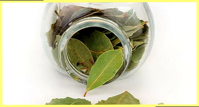 Лавровый лист полезные свойства и противопоказания