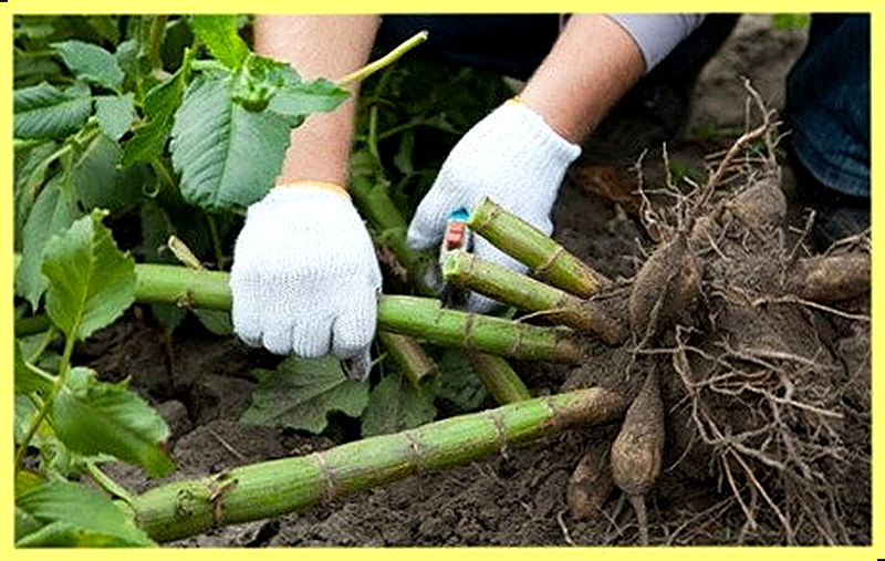 Размножение георгинов клубнями