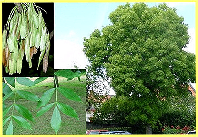 Ясень обыкновенный фото