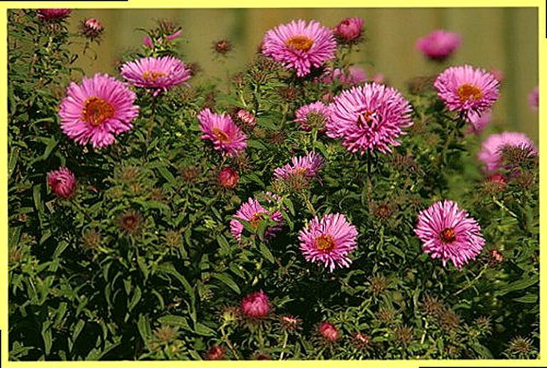 Астра многолетняя сорта фото