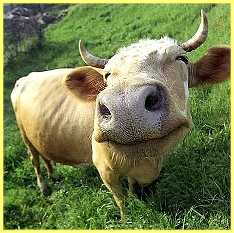 Экстерьер коров