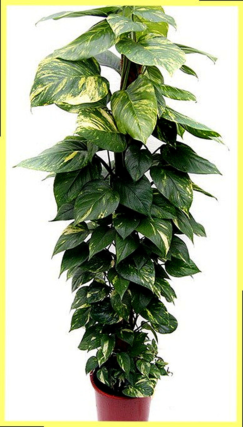 Сциндапсус уход в домашних условиях фото