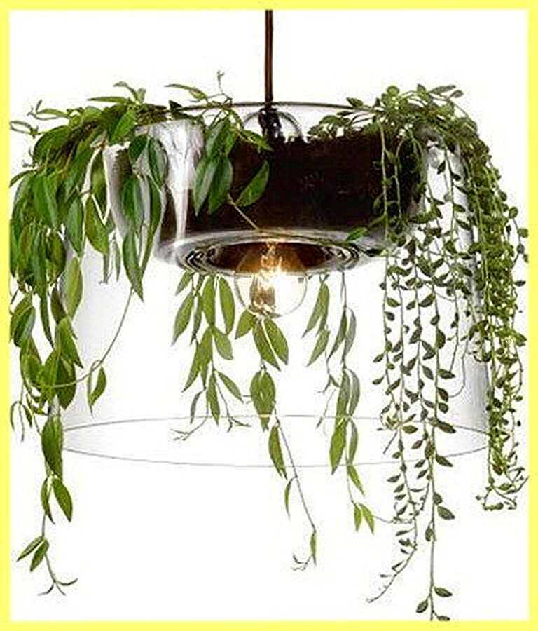 Вьющиеся растения для дома