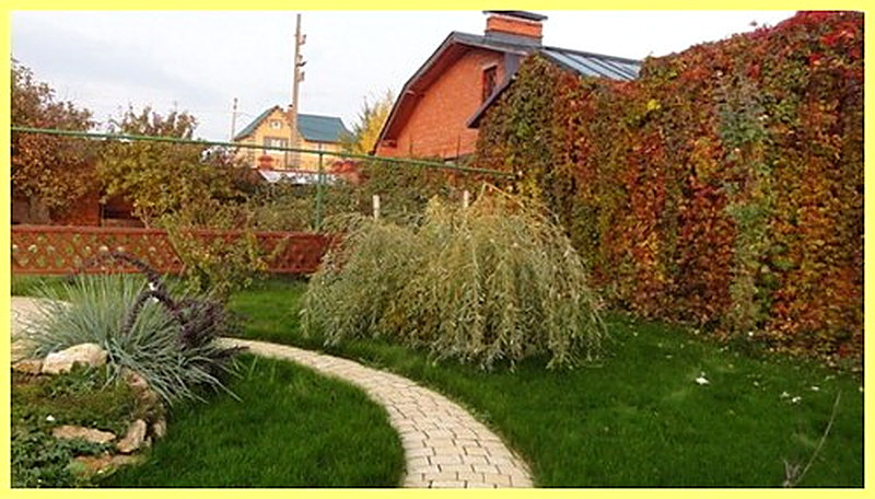 Посадка ивы на участке