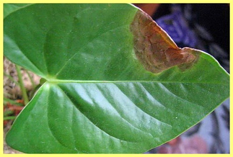 Болезни антуриума и их лечение с фото