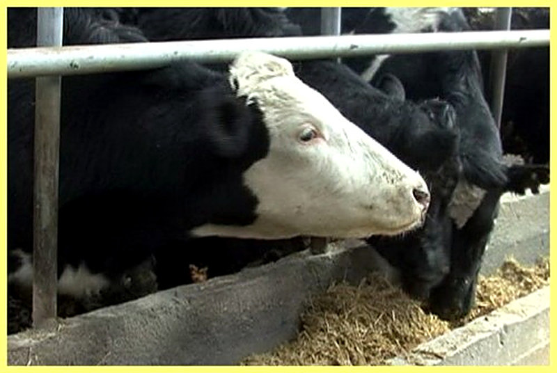 Кормление крупного рогатого скота