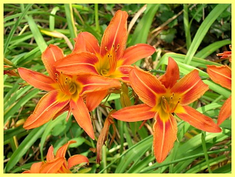 оранжевый лилейник
