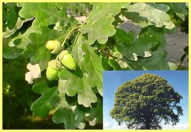 Дерево дуб описание