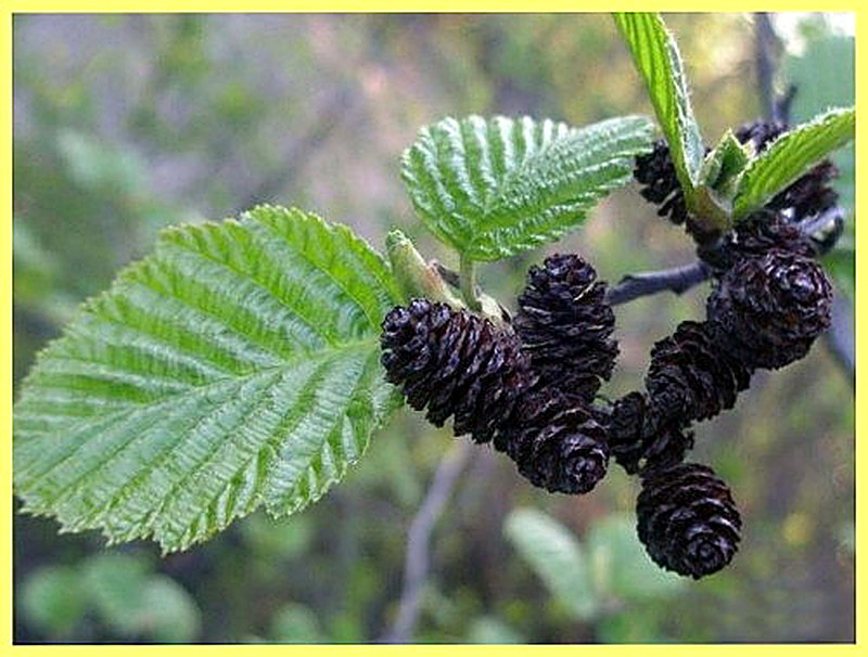 Ольха дерево фото где растет