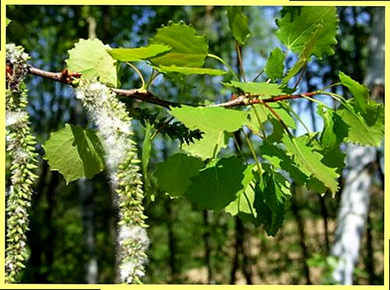 Тополь фото дерева