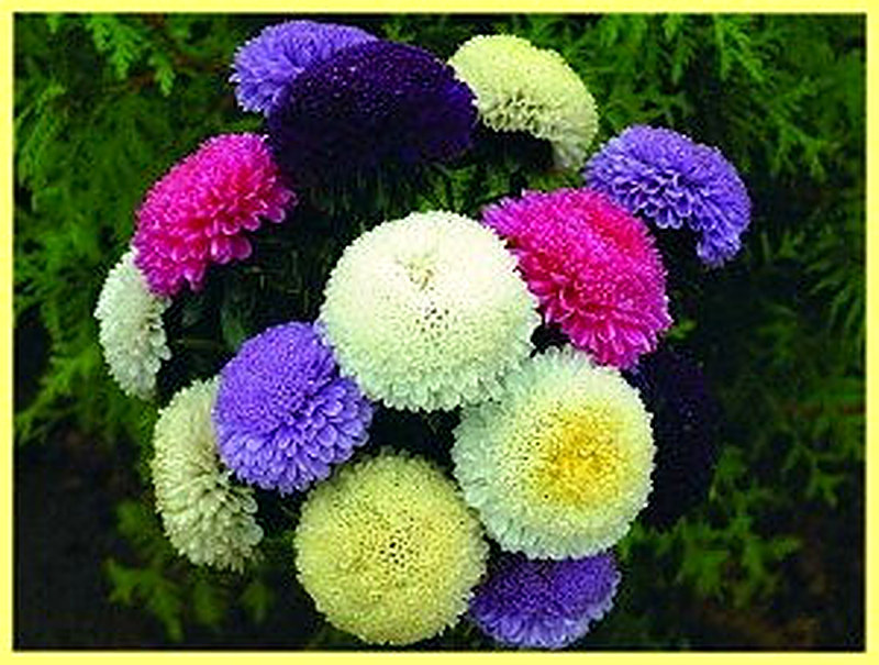 Астры Помпон фото