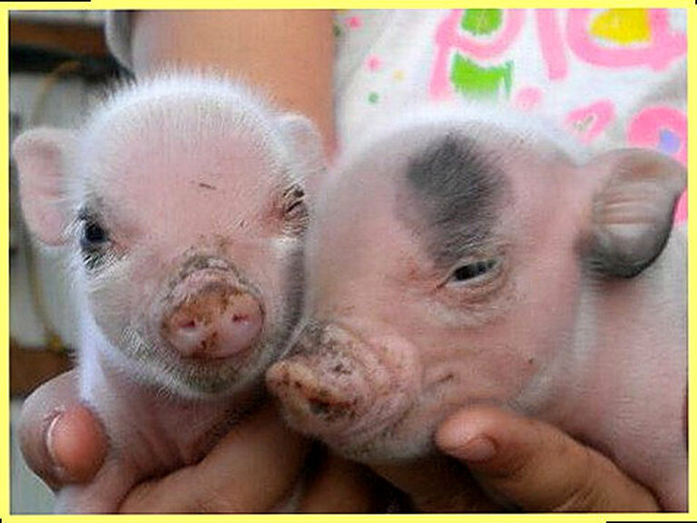 Как выбрать поросенка при покупке