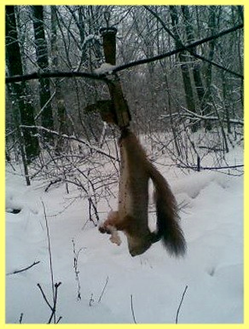 Охота на белку капканами