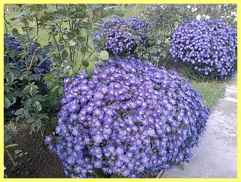 Кустарниковая астра фото