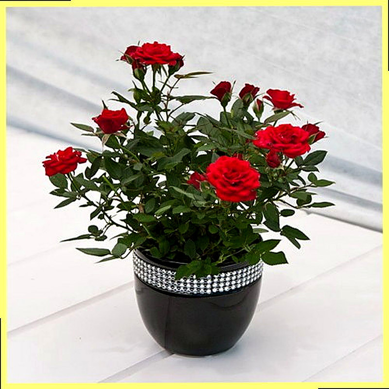 Как поливать домашнюю розу