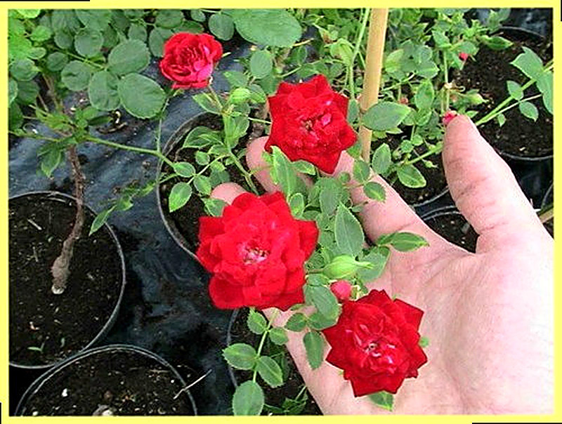 Комнатные розы уход и пересадка