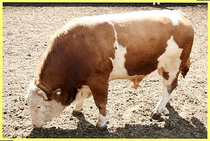 Как откормить бычка на мясо