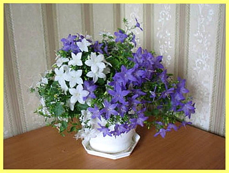 Колокольчик равнолистный жених и невеста