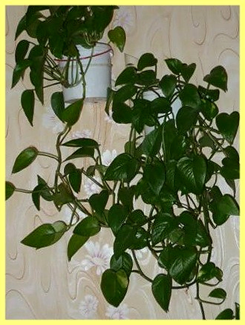 Филодендрон лазящий фото