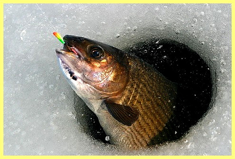 Есть, конечно, действенные способы, которые помогут найти рыбное место и увеличить шансы на поимку хорошего улова зимой.