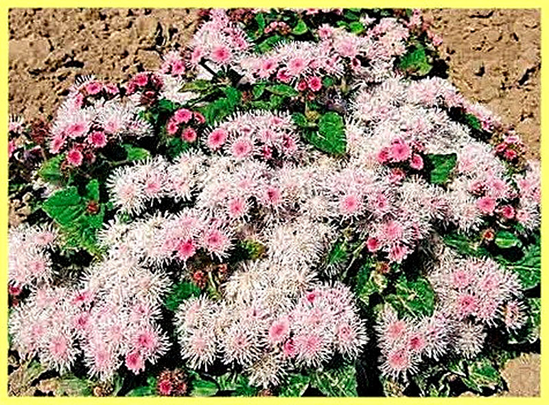агератум Pink Beauty