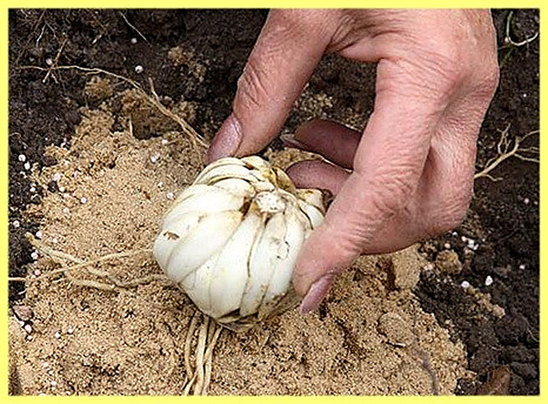 Как пересаживать каллы