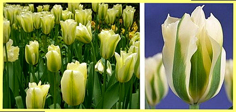 Зеленоцветковые тюльпаны фото