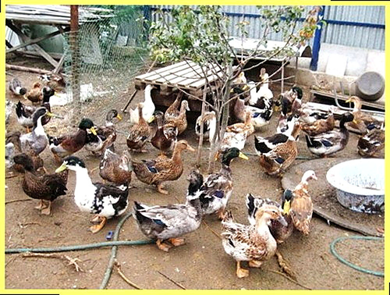 Разведение уток бизнес план