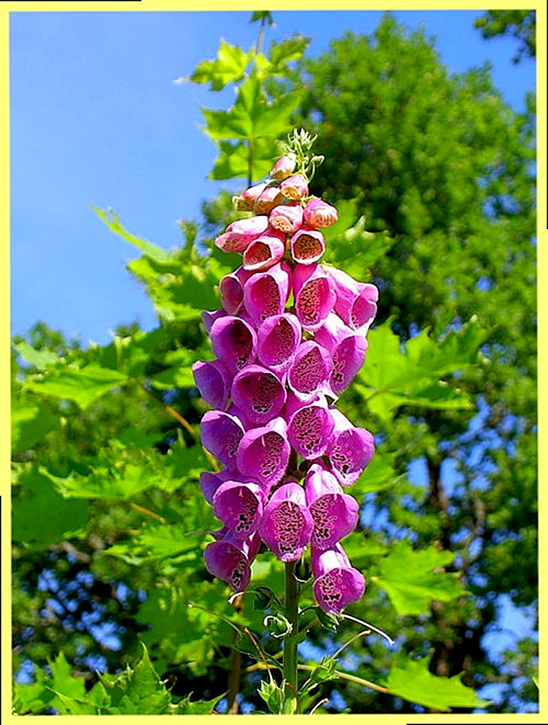 Французская легенда (перчатка Богородицы)