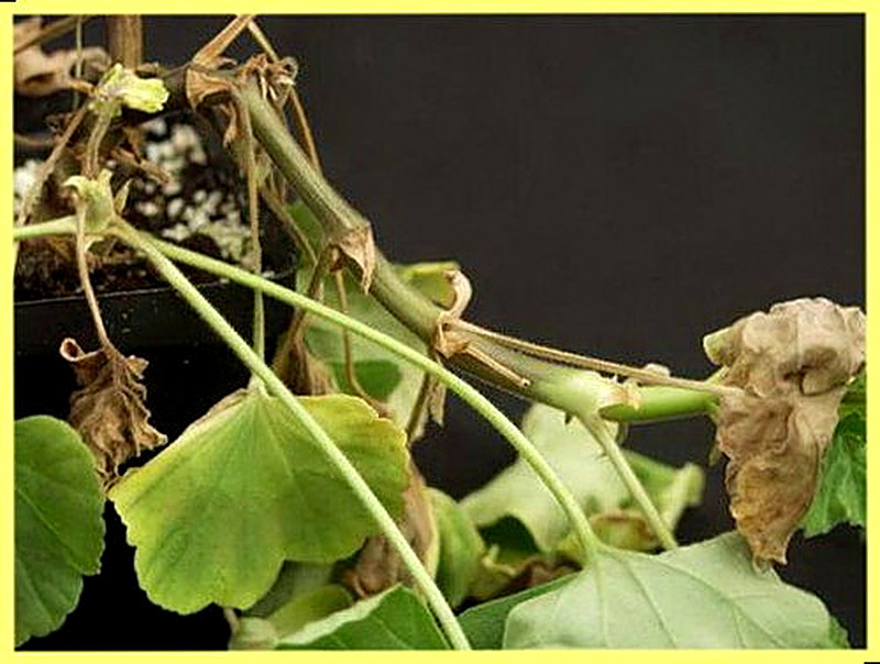 Болезни пеларгонии фото