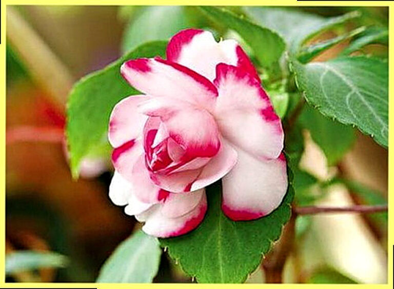 Бальзамин выращивание из семян фото