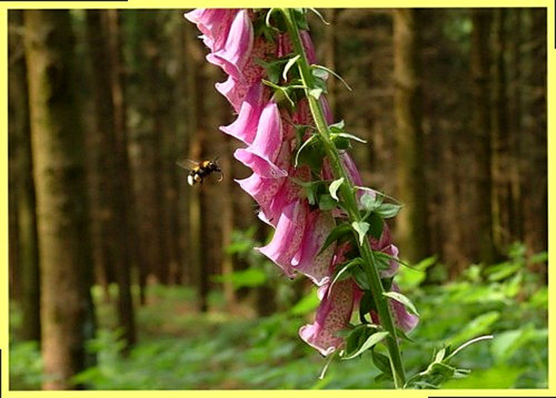 Ирландская легенда о наперстянке