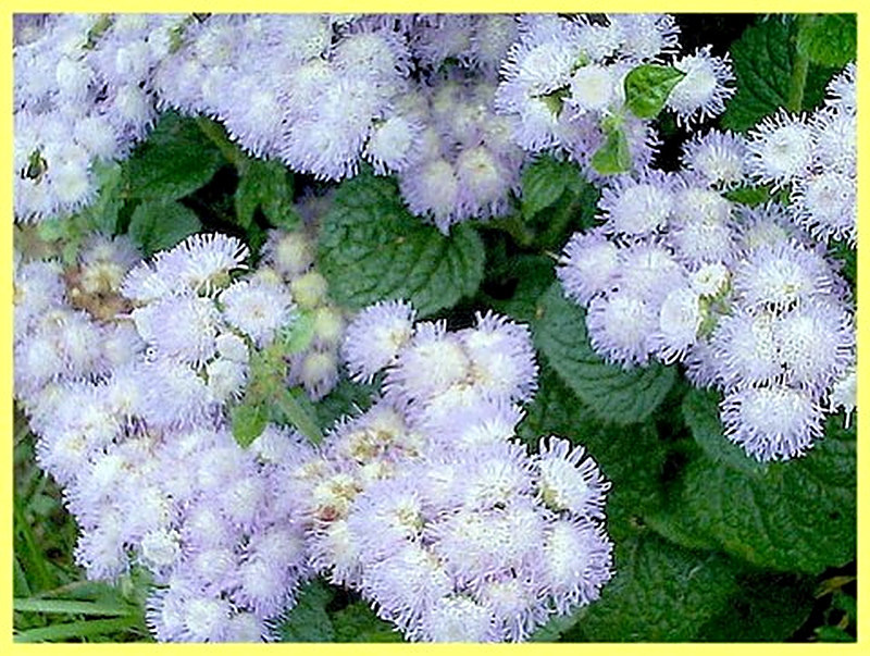 Агератум описание растения