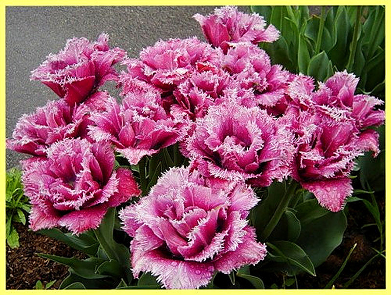 Бахромчатые тюльпаны фото