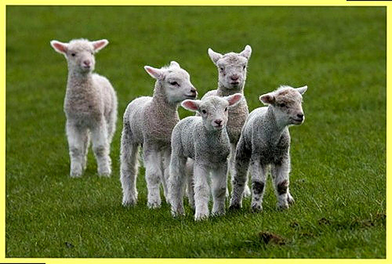 Покупка овец для разведения