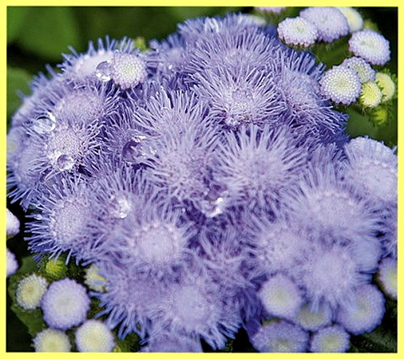 Агератум Bavaria фото